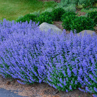 Purrsian Blue Catmint Plant