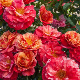 Frida Kahlo Floribunda Rose