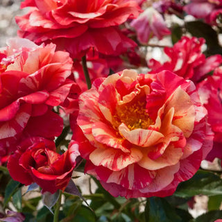 Frida Kahlo Floribunda Rose