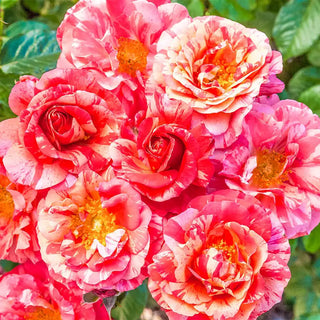 Frida Kahlo Floribunda Rose