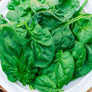 Acadia Hybrid Spinach