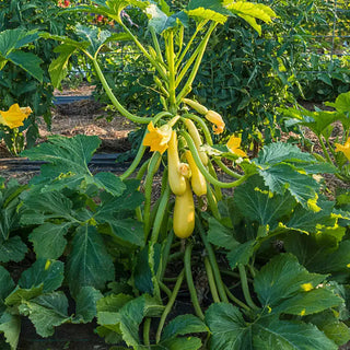 Smooth Criminal Hybrid Summer Squash Seed