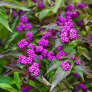 Early Amethyst Beautyberry