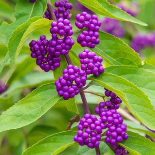 Early Amethyst Beautyberry