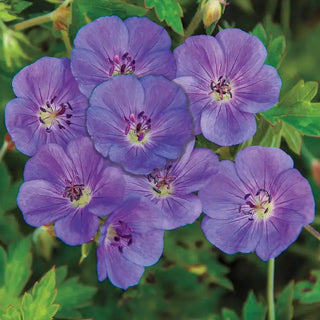 Rozanne Hardy Geranium