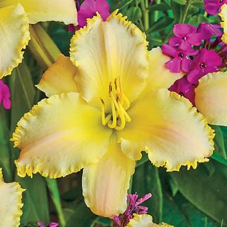 Ruffled Pastel Cheers Daylily