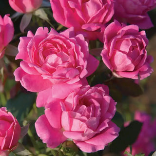 Pink Double Knock Out® Rose