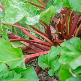 Hardy Tarty™ Rhubarb Plant