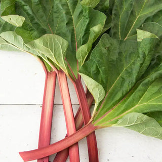 Hardy Tarty™ Rhubarb Plant