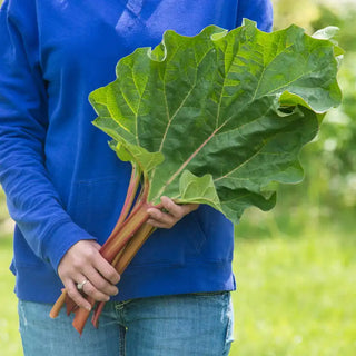 Hardy Tarty™ Rhubarb Plant