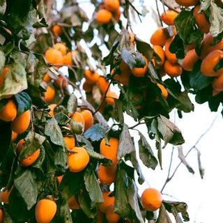 Chocolate Persimmon