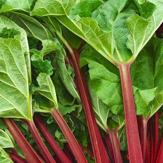 KangaRhu™ Rhubarb