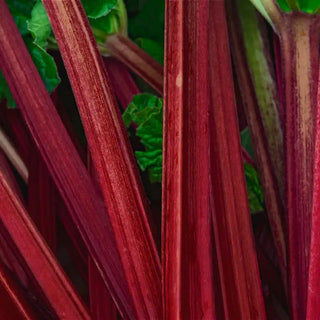 KangaRhu™ Rhubarb