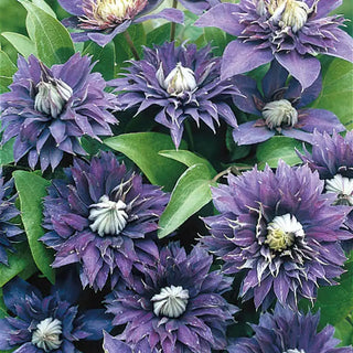 Multi Blue Clematis