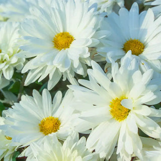 White Daisy Mammoth Mum