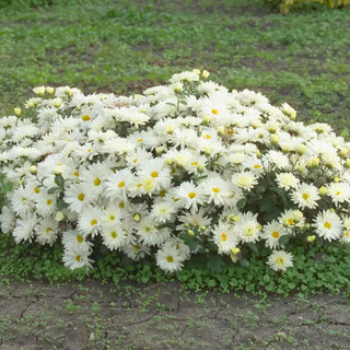 White Daisy Mammoth Mum