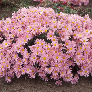 Pink Daisy Mammoth Mum