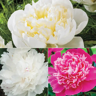 Most Fragrant Peony Collection