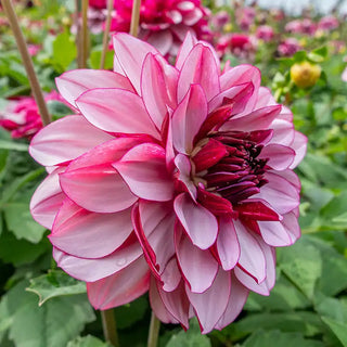 Crème De Cassis Dahlia