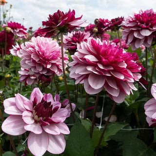 Crème De Cassis Dahlia