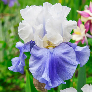 Stairway to Heaven Bearded Iris