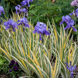 Pallida Gold Variegated Iris