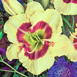 Monterrey Jack Daylily