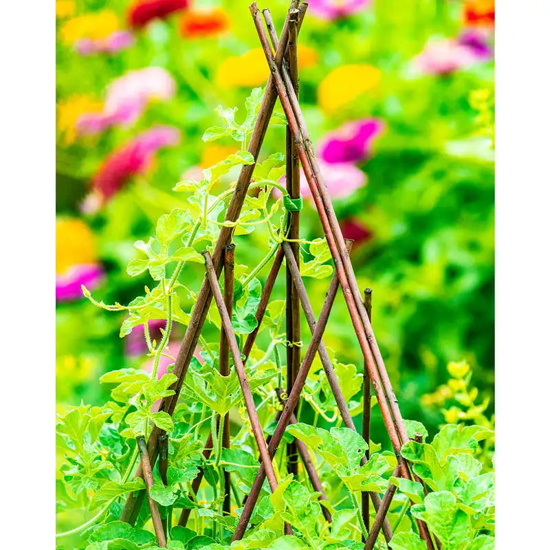 Willow Teepee Plant Support