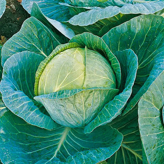 Megaton Hybrid Cabbage Seed