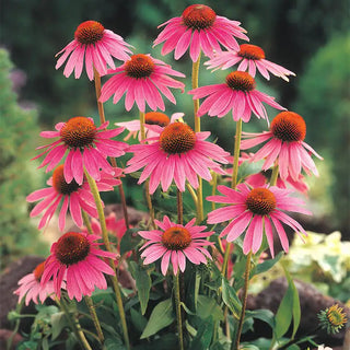 Echinacea Seeds