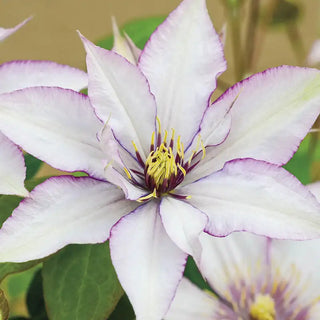 Samaritan Jo Clematis Plant