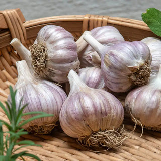 Deerfield Purple Hardneck Garlic