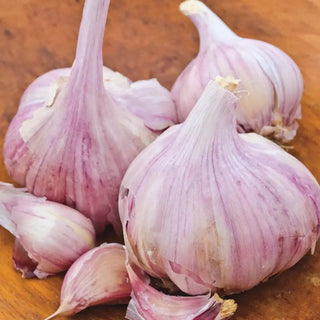 Deerfield Purple Hardneck Garlic