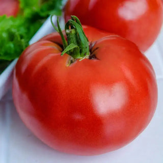 K2 Hybrid Tomato Seed