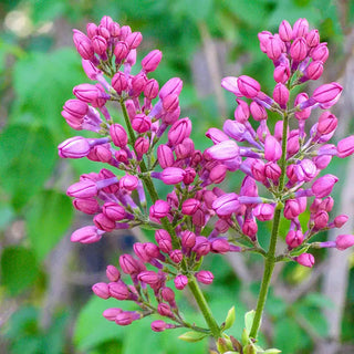 Rosie Beach Party™ Lilac Plant