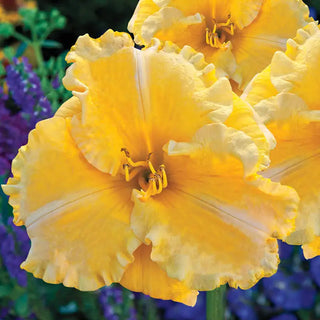 Majestic Move Reblooming Daylily