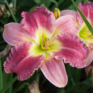 Stolen Treasure Daylily