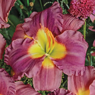 Stolen Treasure Daylily