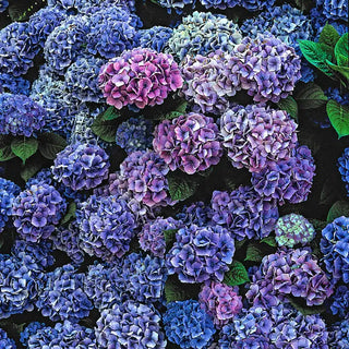 Nikko Blue Hydrangea