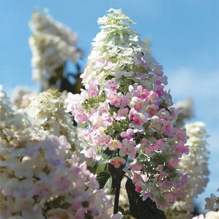 Pink Diamond Hydrangea