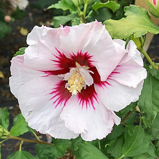 Helene Hibiscus