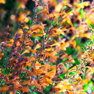 Tango Hummingbird Mint Plant