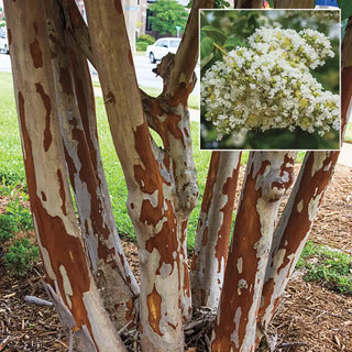 Natchez Crape Myrtle