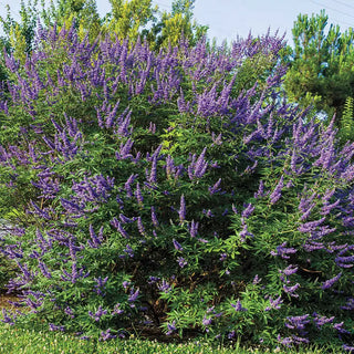 Shoal Creek Chaste Tree