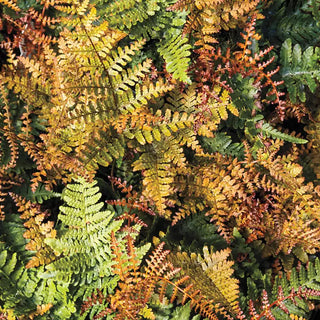 Brilliance Autumn Fern