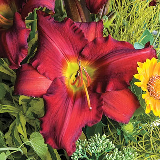 Red Razzmatazz Daylily