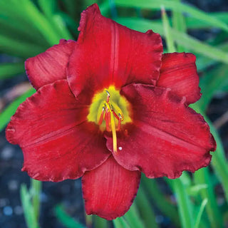 Red Razzmatazz Daylily