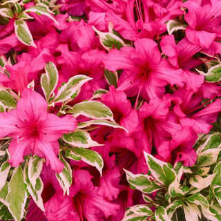 Bollywood® Azalea