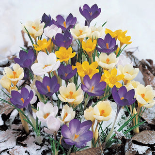 Snow Crocus Super Bag Mix