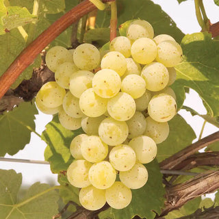 Cayuga Grape